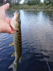 Northern Pike