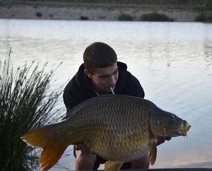 Common Carp