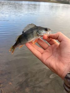 European Perch