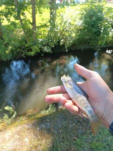 Brown Trout