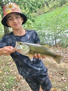 Largemouth Bass