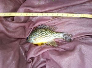 Bluegill