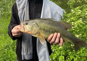 Smallmouth Bass