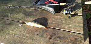 European Perch