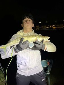 Zander