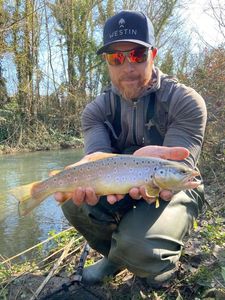 Brown Trout
