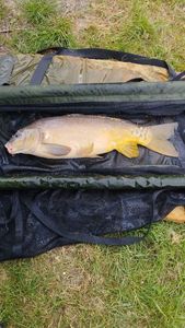 Mirror Carp