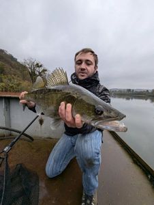 Zander