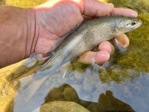 Brown Trout