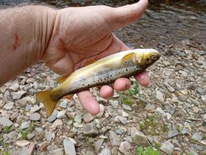 Brown Trout
