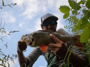 European Perch