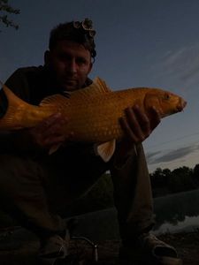 Koï Fish