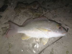 Blacktail Snapper