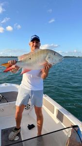 Grey Snapper