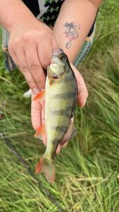 European Perch