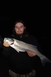 European Bass (Seabass)