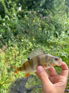 European Perch