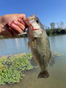 Smallmouth Bass
