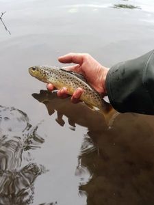 Brown Trout