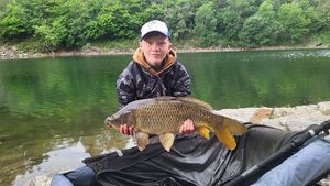 Common Carp