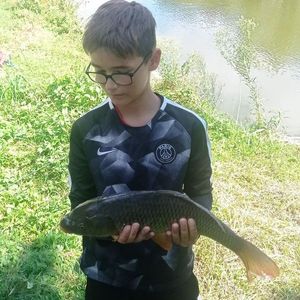 Common Carp