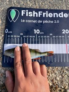 European Perch