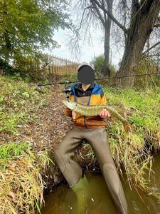 Northern Pike