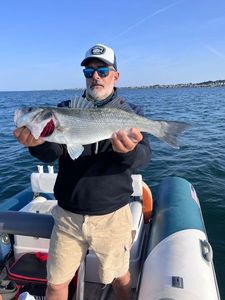 European Bass (Seabass)
