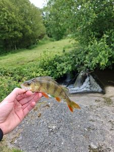 European Perch