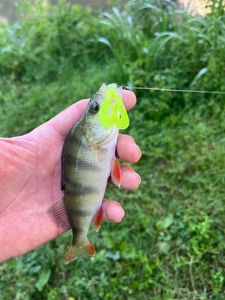 European Perch