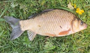Crucian Carp