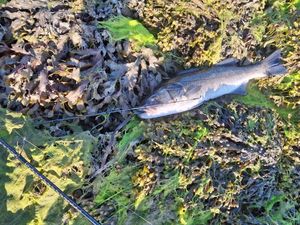 European Bass (Seabass)