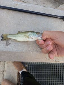 Largemouth Bass