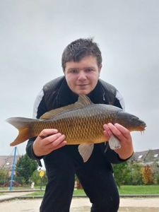 Common Carp