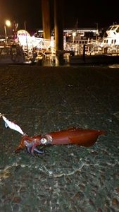 European Squid