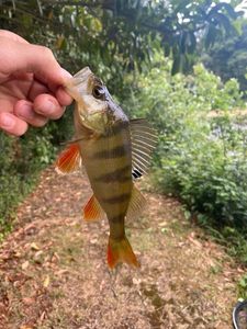 European Perch