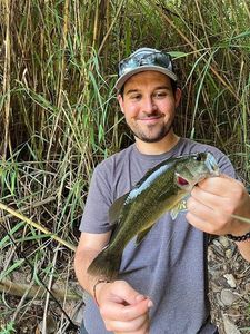 Largemouth Bass
