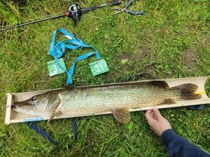 Northern Pike