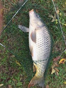 Common Carp