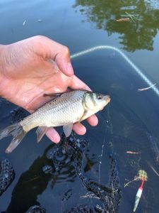 Crucian Carp