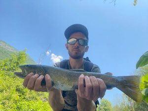Brown Trout