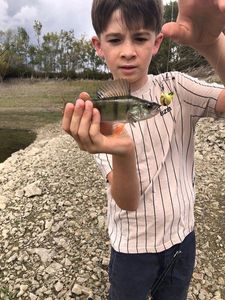European Perch