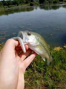 Largemouth Bass