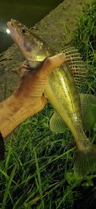 Zander