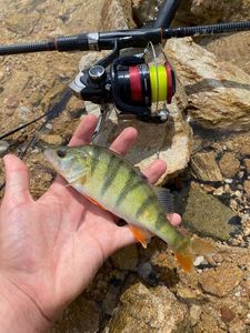 European Perch