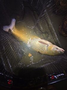 Grass Carp