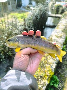 Brown Trout