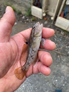 Giant Goby