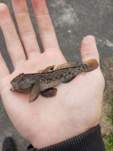 Round Goby