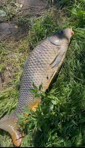 Common Carp